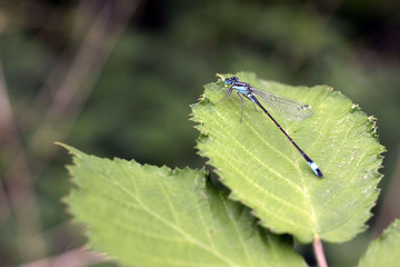 libellule demoiselle © Capnord