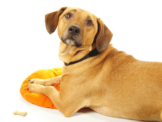 Obraz premium Hund / Hundefutter