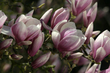 Obraz premium fleur de magnolia