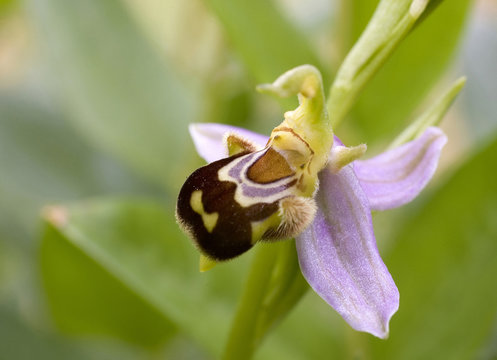 Orchid&eacute;e