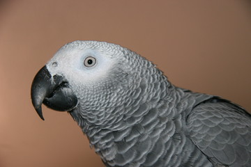 wild african gray