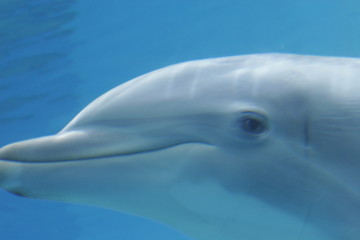 Fototapeta premium DOLPHINS