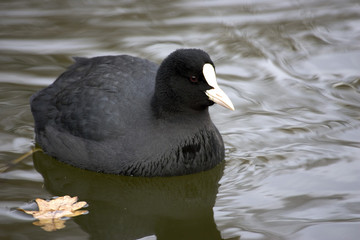 foulque