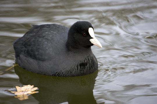 foulque