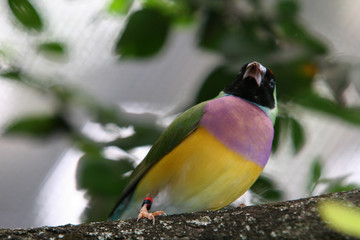 colorful bird