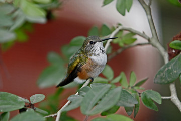 hummingbird