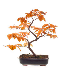 Beech bonsai in autumn colors