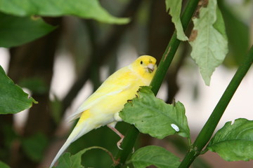 yellow canary