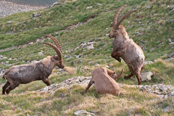 Combat de bouquetins