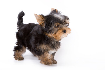Yorkshire Terrier (York) puppy standing on a white background.