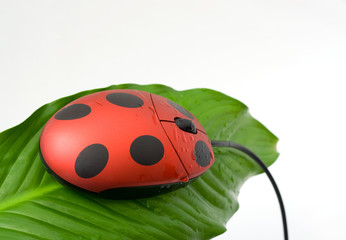 Souris et coccinelle et rosée