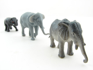 elephants