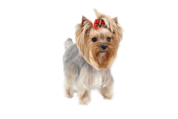 yorkshire terrier,