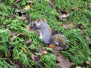Squirel in the Greenwitch park of London