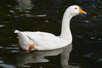 White goose swimming in pond