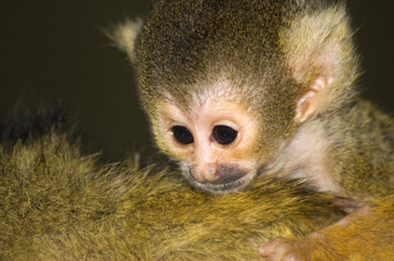 Baby Squirrel Monkey