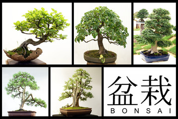 Bonsai - obrazy, fototapety, plakaty