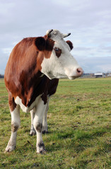 Fototapeta na wymiar cow 