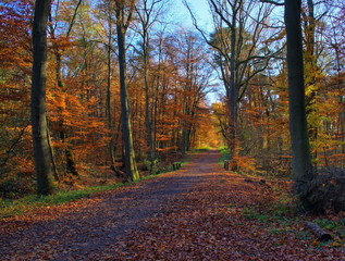 Fototapeta premium goldener Waldweg im Herbst