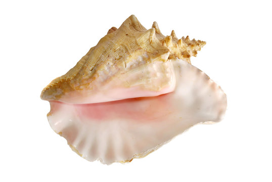 Sea shell