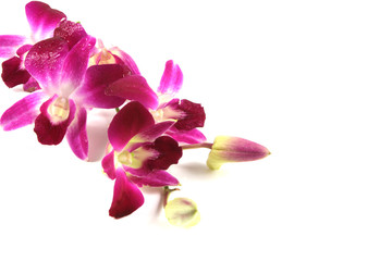 Fototapeta na wymiar Pink orchids.