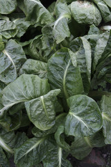 Spinach at a small outdoor market in France