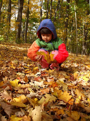 Collecting autumn leaves 