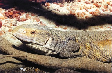 Monitor lizard