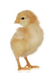 Cute little baby chicken against white background