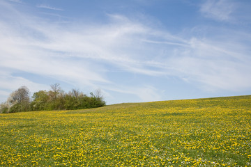 Fototapeta premium Frühlingswiese mit Bäumen
