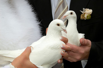 Doves