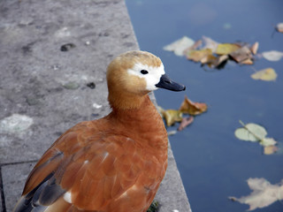 Duck