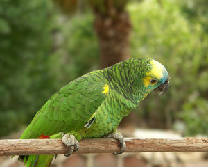 Parrot