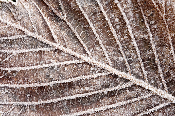 Ice crystals on leaf
