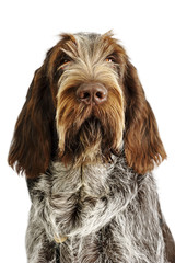 spinone italiano