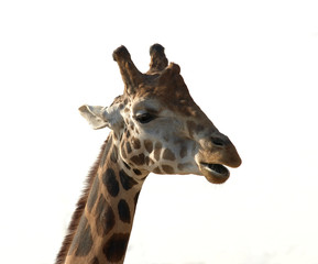 giraffe