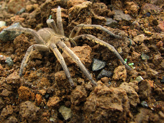 tarántula camuflada en la tierra