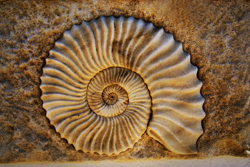 Beautiful seashell