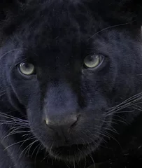 Foto auf Acrylglas Aubergine schwarzer Panther
