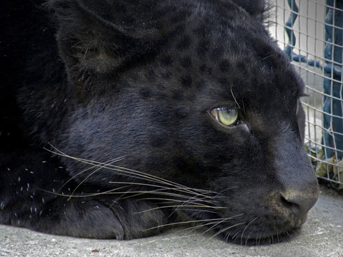 black panther