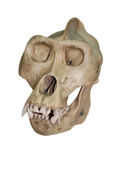 Gorilla Kopf