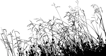 Foto op Plexiglas Meadow Grass Silhouette © Adroach