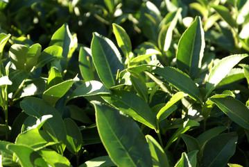 Tea leaves