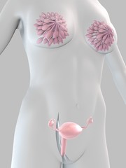 weibliche anatomie mit brust und uterus - obrazy, fototapety, plakaty