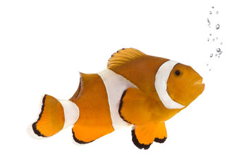 Orange clownfish - Amphiprion occelaris - obrazy, fototapety, plakaty