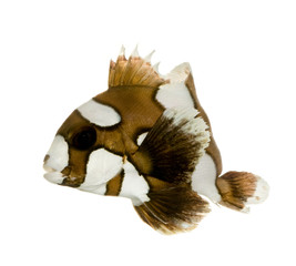 Harlequin or clown sweetlips - Plectorhynchus chaetodonoides