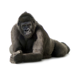 Young Silverback Gorilla