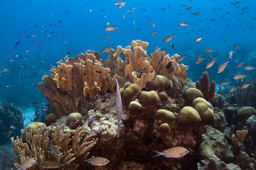 Fototapeta na wymiar Coral colony