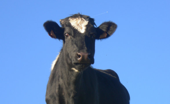 portrait vache