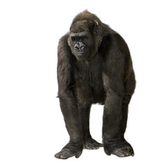 Young Silverback Gorilla © Eric Isselée